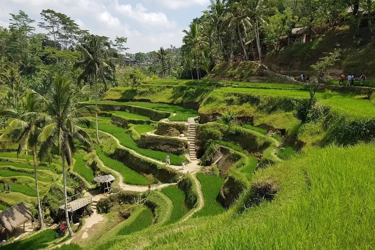 Digitalisasi Agrofood di Bali Peluang dan Tantangan