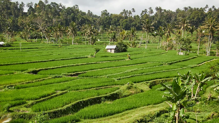 Dukung Produk Lokal Bali, Ini Alasan Pentingnya