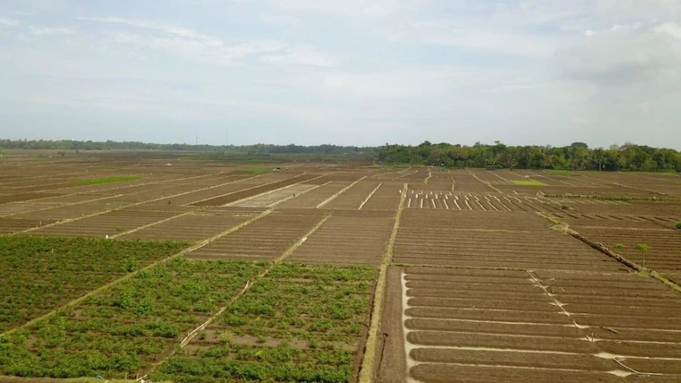 Krisis Pangan di Bali Solusi dan Dukungan untuk Produk Lokal