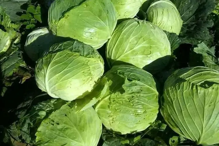 Manfaat Sayur Kol untuk Kesehatan, Jenis, dan Cara Mengolahnya