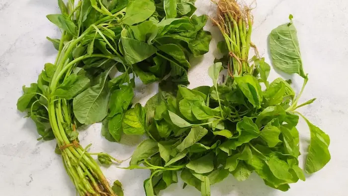 Sayur Bayam Manfaat, Budidaya, dan Peluang Bisnis di Bali